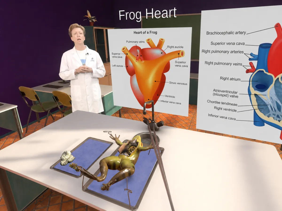 Dissect a frog heart